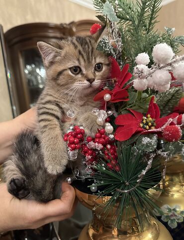 Pişiklər: Şotland — 6