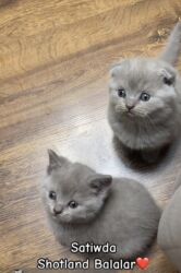 pişik şotlan: Шотландская, Самец, Самка