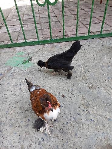 xoruzu: Satsı: dekorativ Yaponka xırda cins toyuqlar (bantam tipli) — 4