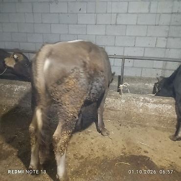 Продам с/х животных: Продаю | Бык (самец) | Полукровка | На откорм | Привязанные — 1