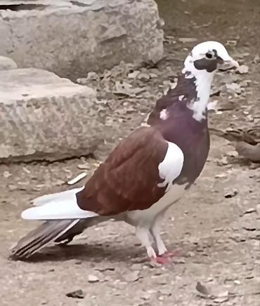 ucuz goyərcinlər: 18 tük ağbaş ağ qanad maya satılır. Tutulma quşdu. Sağlam heyvandı — 1