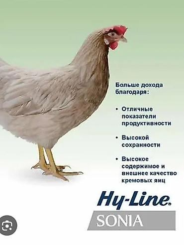 курен: Продаю | Куры | Хай-Лайн Соня Грей | Несушки — 1