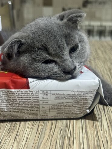 Кошки: Шотладская вислоухая