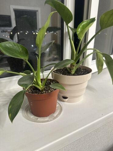 тыква сколько стоит: Филодендрон (Philodendron ‘Green Princess’/‘Imperial Green’) в горшке