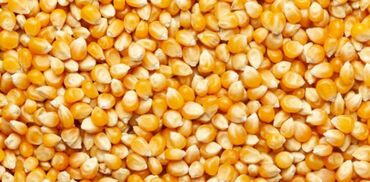 рушенная кукуруза: Организация купит на пром. переработку кукурузу кормовую не стандарт