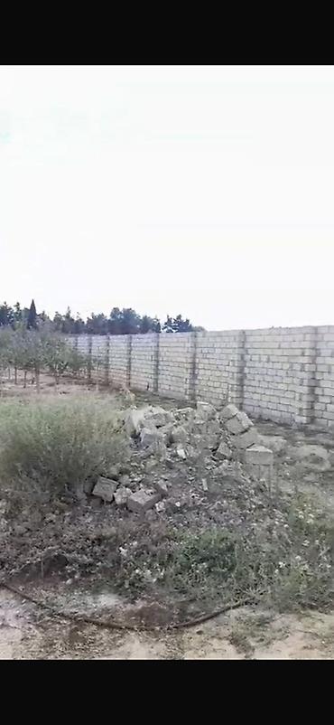 topaq: Kənd təsərrüfatı, Maklerlər narahat etməsin, Kupça (Çıxarış) — 2