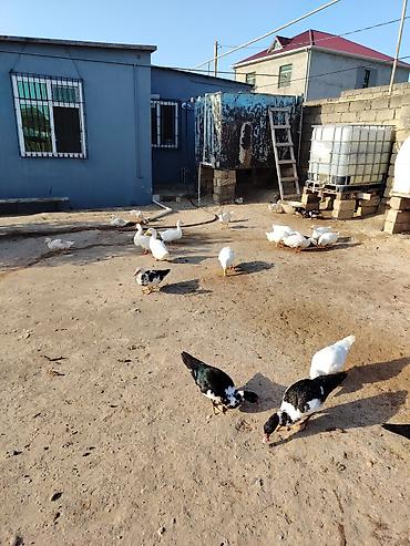 hinduşka balaları: Muscovy (hind) və Pekin ördəkləri – qarışıq sürü 29 ededdir 11 balaca — 1