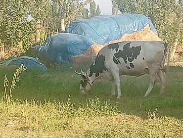 выгул: Продаю | Корова (самка) | Голштин | Для молока — 1