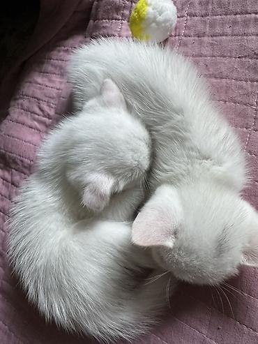 котята сибирской кошки купить: Белоснежные котята с короткой шерстью и ярко‑голубыми глазами. Ушки — 5