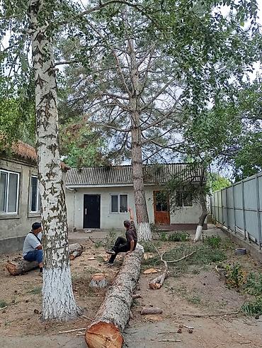 Бактарды кыюу, отундарды даярдоо: Профессиональная валка КАРА -БАЛТА !!!!!!! деревьев!(БАК) и — 10