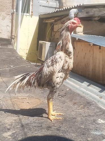 Aseel tipli xoruz - Cins: Aseel (uzunboylu, güclü skeletli, sıx