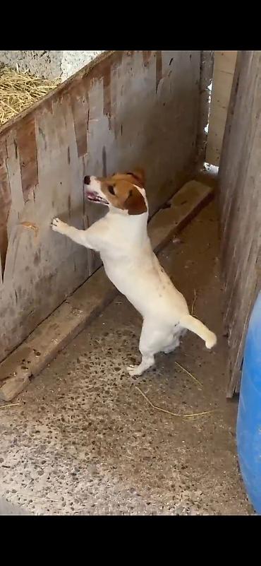mops satilir: Cek rassel teryer, 1 il, Dişi, Peyvəndli, Ünvandan götürmə, Ödənişli çatdırılma — 3