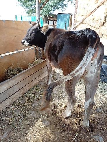 Продам с/х животных: Продаю | Корова (самка) | Для молока | Привязанные — 1