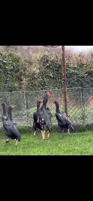 Toyuqlar: Toyuq, Damazlıq — 7