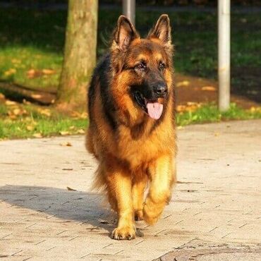 chappi it yemi: Alman çoban iti, 6 ay, Erkek, Sənədli, Ünvandan götürmə, Pulsuz çatdırılma, Ödənişli çatdırılma