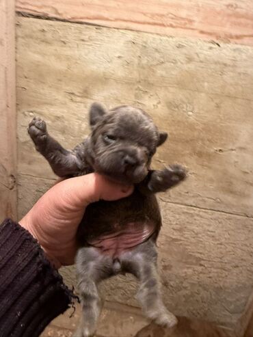 İtlər: Amerikan buldoqu, 1 ay, Peyvəndli, Ödənişli çatdırılma — 6