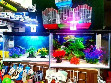 akvarium qızdırıcı: Dördbucaq akvarium, Balıqlarla birlikdə, 18 l, Ünvandan götürmə, Pulsuz çatdırılma, Ödənişli çatdırılma — 1