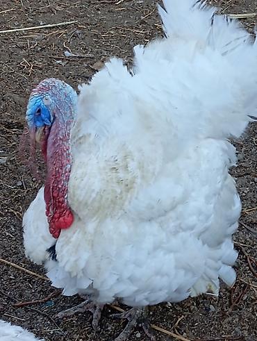 binə atciliq: 1 ədəd 14 ayliq ərkey hinduşka diri çəkisi 11 manata 12-15kiloqram — 2