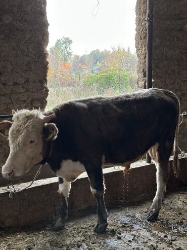 домик для животных: Продаю | Бык (самец) | Полукровка | На откорм | Привязанные