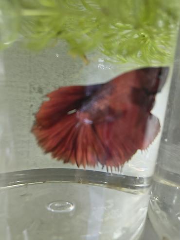 Аквариумы: Мы находимся а Беловодске! Аквариумные рыбки! черепахи тритоны !!!! — 1