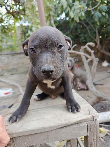 İtlər: Pitbul, 2 ay, Erkək — 2