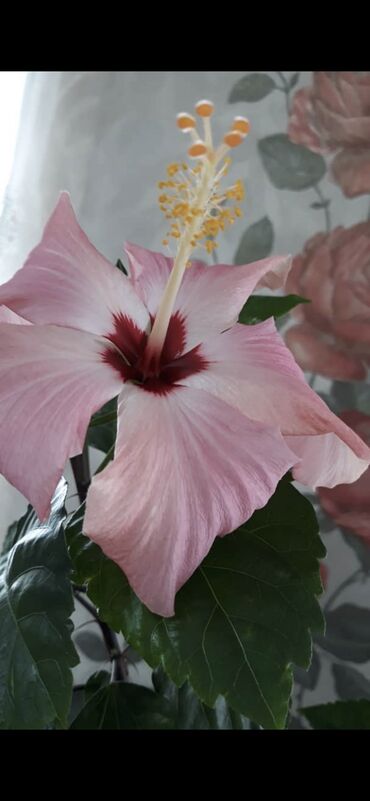 комнатный цветы: Гибискус нежно розового цвета примерно 50 см, в ухаживании особо не
