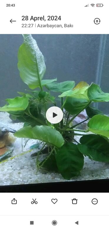 Akvariumlar: Anbius bitkisi iri ölçülü