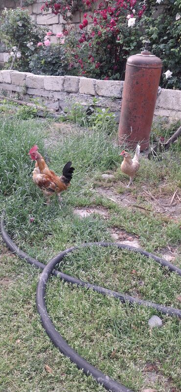 heyratı fərə: Yaponkalar cavandılar.fərənin bir gözü yoxdu amma bu ona heçbir