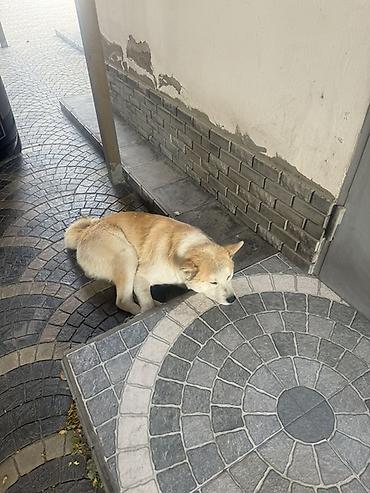 qurd basar iti: Akita-inu, 2 ay, Erkək — 5