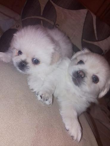 sirin it sekilleri: Pekines, 1 ay, Dişi, Peyvəndli — 8