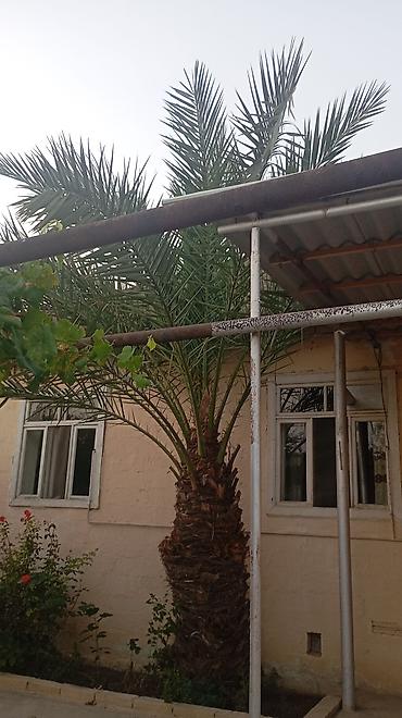 ev gulleri ve adları: Xurma xurması (Phoenix dactylifera) palma ağacı - Hündürlüyü — 1