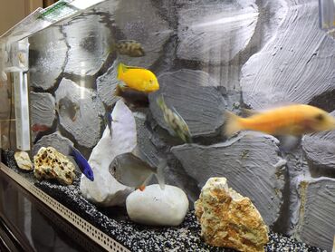 akvarium qiymetleri: Cichlid( sixlid) balıqları satılır dəyərindən ucuz qiymətə verəcəm, 2