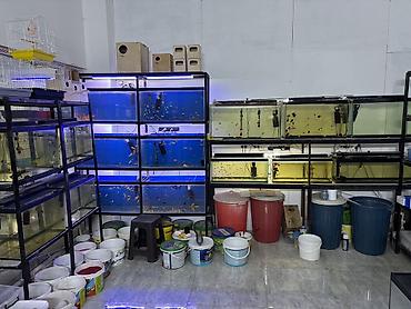 100 l akvarium: Akvaryum və ev heyvanları üçün ixtisaslaşmış dükan – bölmə 69 Təklif — 3
