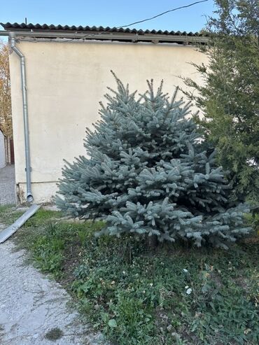 купить автомойку высокого давления: Голубая ель (ель колючая, Picea pungens ‘Glauca’) для озеленения