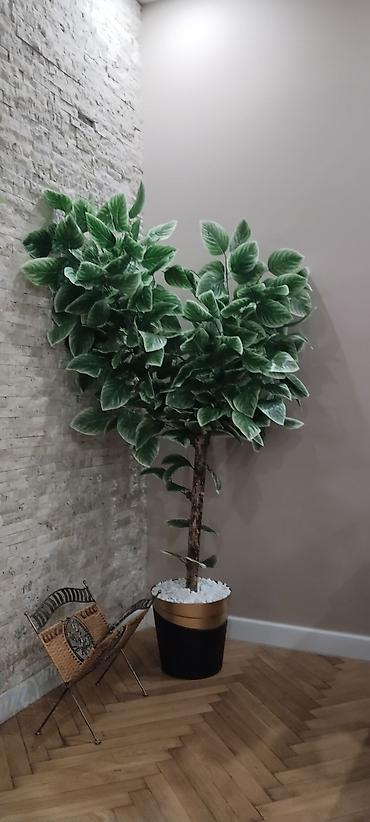 biljka monstera: Veliko dekorativno drvo u saksiji – veštačka biljka za — 2