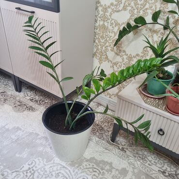 Денежное дерево: Продаю растение долларовое дерево 40см сансевиерию 70см на день — 8