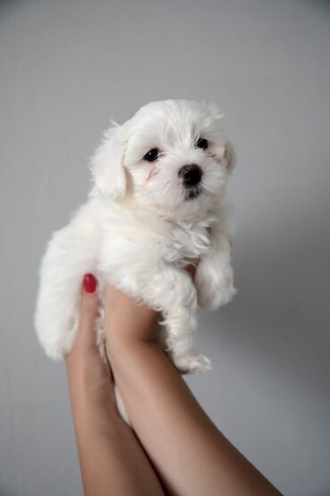 Životinje: Dostupni štenci maltezera, oštenjeni 20. 4. 2023. Redovno čišćeni