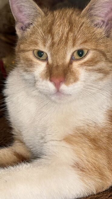 мраморный вислоухий кот: Као-мани, 10 месяцев, Мальчик, Золотая шиншилла, Приучена к лотку