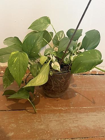 попугайчики купить: Epipremnum aureum (Pothos/Skindapsus) – saksı bitkisi İstəyən — 3