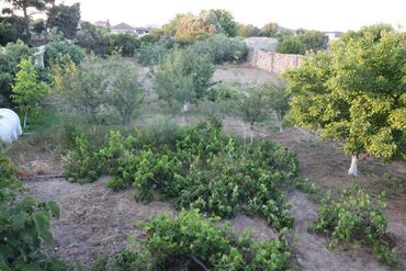 Torpaq sahələrinin satışı: 3 sot, Tikinti, Mülkiyyətçi, Kupça (Çıxarış) — 5