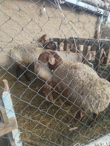 домик для кот: Продаю | Баран (самец) | На забой