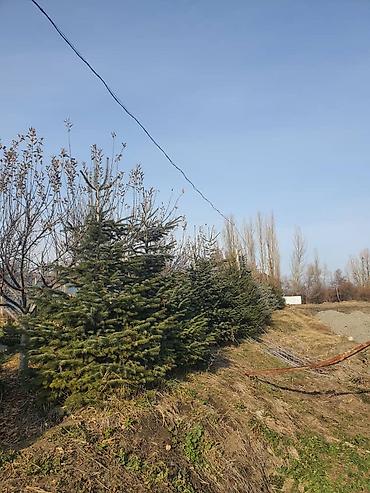 Другие товары для дома и сада: Голубой ель. Тянь-шаньский ель.береза,Пихта,Сосна, сатылат — 10