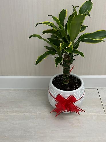 Бөлмө өсүмдүктөрү: Пахира 
Рость:1м 80см
Цена:5500 — 8