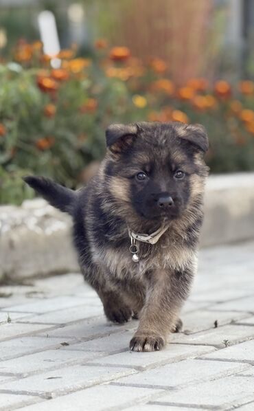 собака долматинец: 🐾 Щенки немецкой овчарки 🐾 Продаются красивые, породные щенки