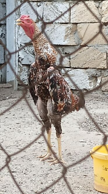 Toyuqlar: Toyuq, Damazlıq