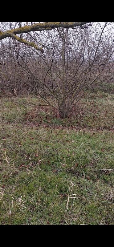 Torpaq sahələrinin satışı: 150 sot, Kənd təsərrüfatı, Barter mümkündür, Kupça (Çıxarış) — 9