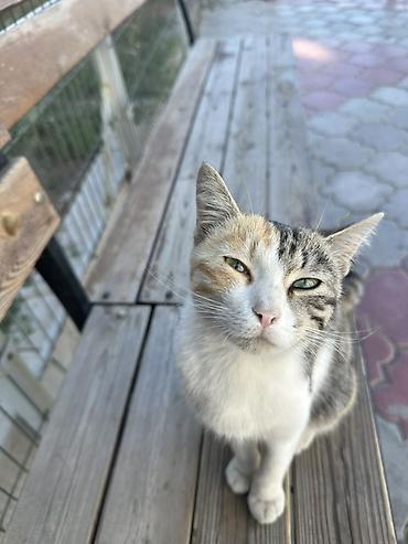 кот в добрые руки: Кошка даром: Беспородная, Девочка — 2