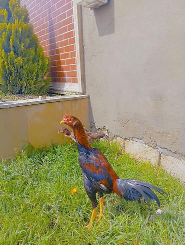 heyrati gence: Xoruz, Heyratı, il: 1, Ödənişli çatdırılma — 3