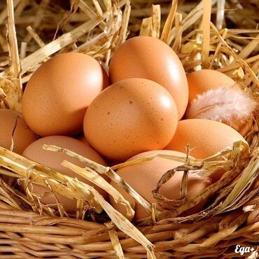 яйцо домашний: Домашние куриные яйца