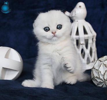 Кошки: Шотландская вислоухая — 8
